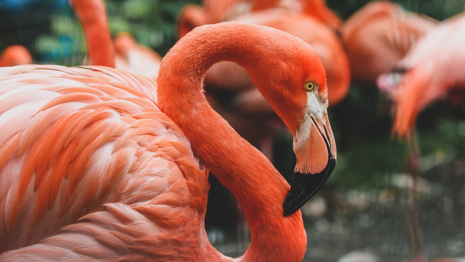 Flamingo Gardens