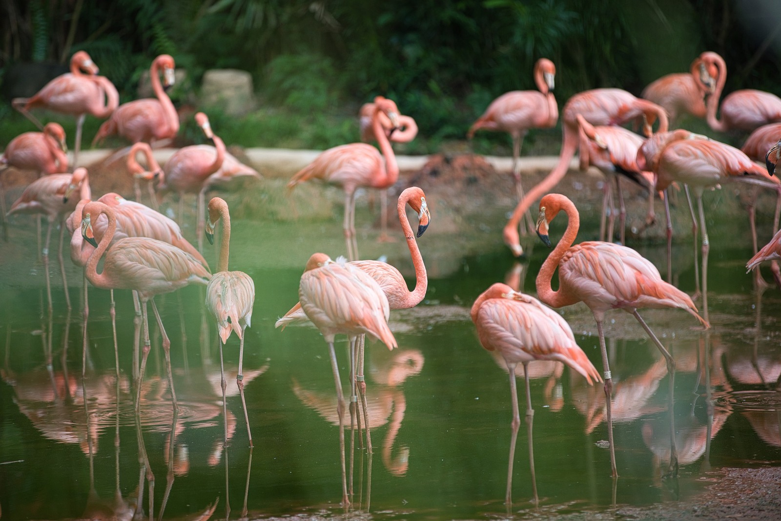 Flamingo Garden