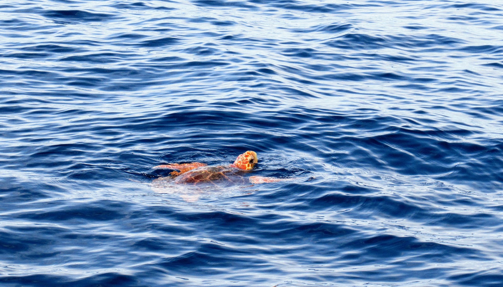 Loggerhead Sea Turtles